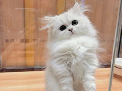 -袖虎·猫馆(体育西路店)