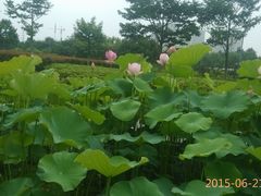 -白塘生态植物园