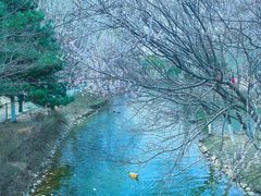 -长白岛森林公园