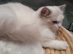 -瞄一喵猫咖(格力海岸店)