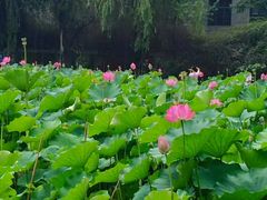 -四川大学(望江校区)