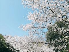 -武汉大学-樱园