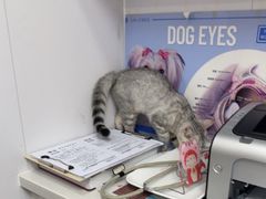 -博特宠物医院24h犬猫全科.骨科·异宠