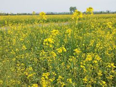 -汉长安城未央宫国家考古遗址公园