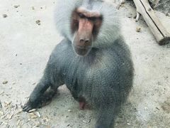 -新疆天山野生动物园