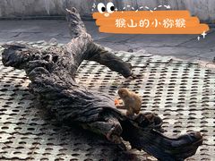 -西安秦岭野生动物园