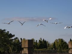 -盐城丹顶鹤湿地生态旅游区