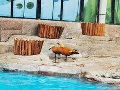 -海合安成都极地海洋公园