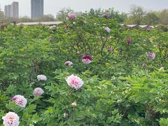 -洛阳市隋唐城遗址植物园