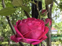 -徐家汇源景区-衡山公园