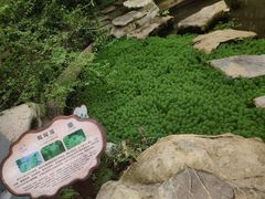 -南山植物园