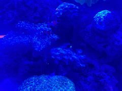 -上和臻品中国菜(花园街店)