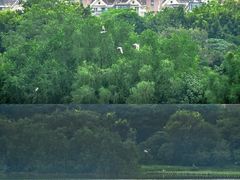 -华侨城湿地公园