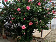 -璞真扎染博物馆