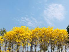 -天适樱花悠乐园