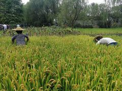 -溱湖国家湿地公园