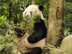 -中国大熊猫保护研究中心雅安碧峰峡基地