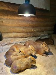 -Zoolung Zoolung动物主题公园(海信广场店)