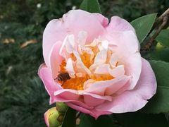 -金花茶公园