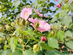 -九里河湿地公园