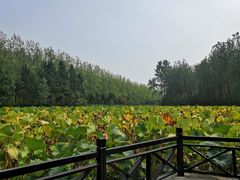 -合肥滨湖国家森林公园