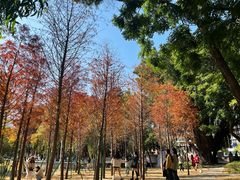-金砂公园