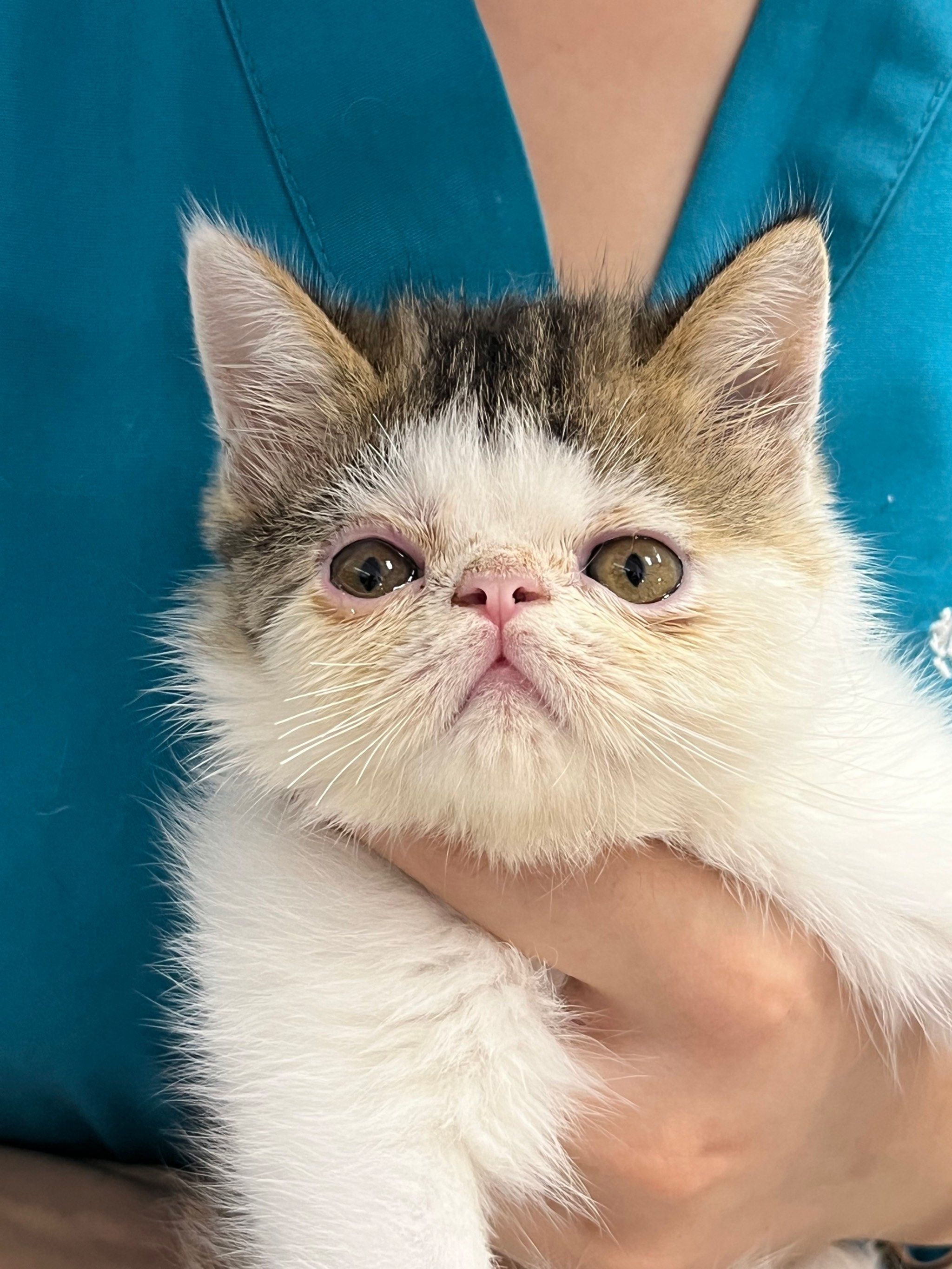 猫咪倒睫毛主要有拔除倒睫毛和手术治疗两种处理方式.