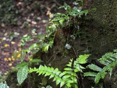 -莫里热带雨林景区