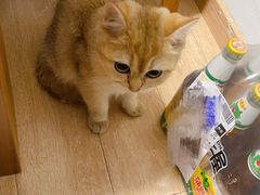 -猫大福·Fortune Cat猫舍(百子湾店)