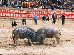 -卡拉农庄 正宗斗鸡肉