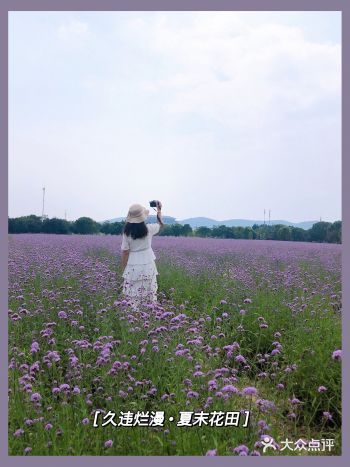 ️行走无锡｜久违烂漫唯美花田