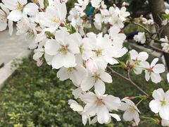 -武汉大学-樱园