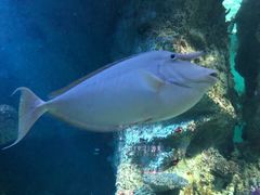 -悉尼海洋生物水族馆