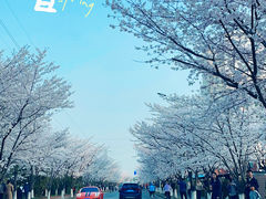 -高东镇樱花园