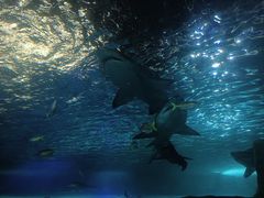 -悉尼海洋生物水族馆