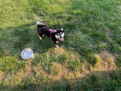 -趣玩宠物乐园寄养训犬训狗游泳池