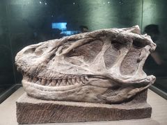 -自贡恐龙博物馆