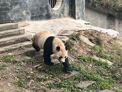 -中国大熊猫保护研究中心雅安碧峰峡基地