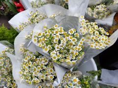 -循礼门鲜花花市(武汉循礼门店)