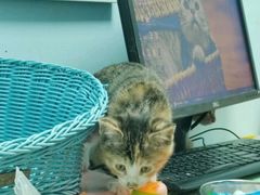 -纳吉亚猫专科动物医院博雅分院