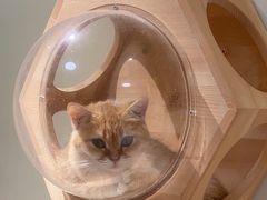 -逗柴咖啡屋·狗咖猫咖宠物桌游