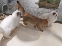 -momokira米努特·德文卷毛猫·棉花面纱犬