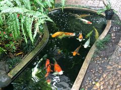 景观位-Fern Forest Cafe