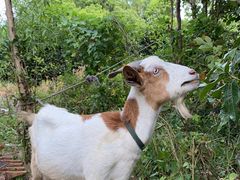 -马陆小张葡萄园农家乐