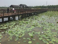-天津东丽湖风景区