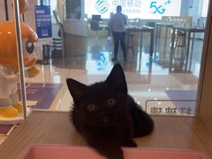 -爪爪喵星球·猫舍(前海卓越店)