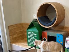 -伟伟宠物医院·CT影像中心·瑞派犬猫综合性门诊(汉口总院)