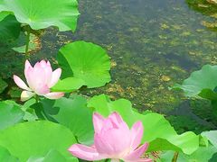 -荷塘月色湿地公园·向阳花洲