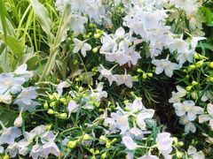 -上海鲜花港