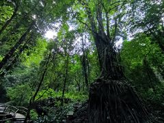 -莫里热带雨林景区